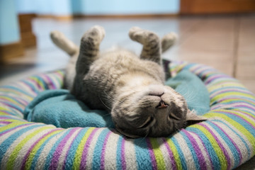 Cat sleeping in a strange position