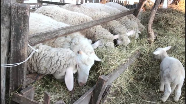 Group of young sheep eating hay on a barn
