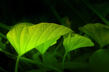 Texture of green leaves