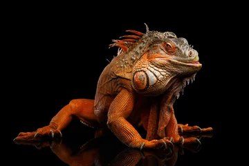 Foto op Canvas Shy animal, Orange green iguana reptile isolated on black background with reflection © seregraff