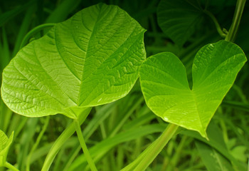 Texture of green leaves
