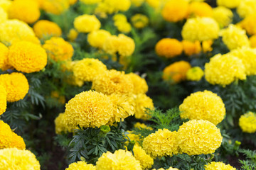 Blooming marigold flowers and selective focus
