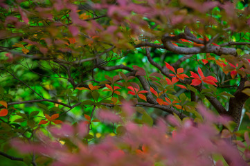 Fall Foileage