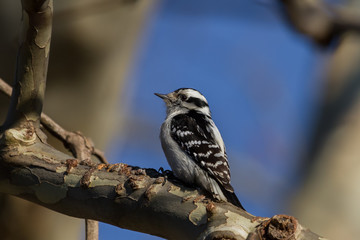 Downy Woodpecker