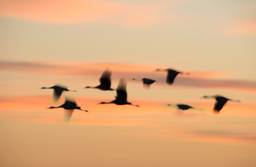 Wintering Sandhill Cranes in flight over Paynes Prairie State Park, Florida