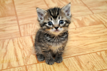 a cute small kitten looking