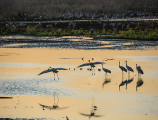 Wimtering Sandhill Cranes alight in shallow marsh wetand of La Chua Sink, Paynes Prairie State park, Florida