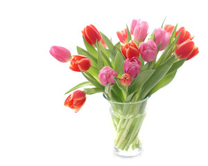 Spring tulips with white space for text on the left