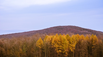 Wald in den Farben des Herbst