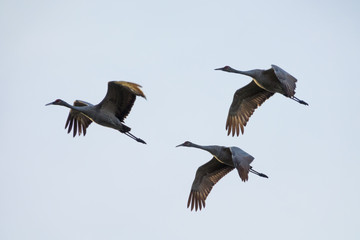 Flock of wintering Sandhill Crane birds flying over Paynes Prairie, FL