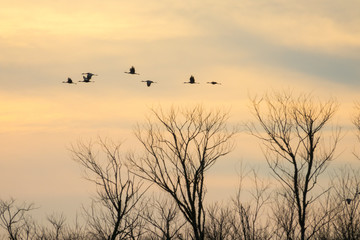 Flock of wintering Sandhill Crane birds flying over Paynes Prairie, FL