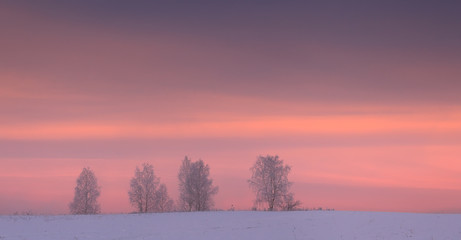 Silhouettes of  trees on winter sky background