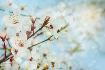 Apple blossom. Shallow depth of field