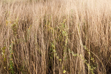 Dry grass in autumn afternoon