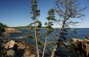 Coastal trees and granite ledges