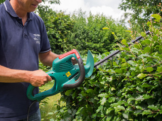 Heckenschnitt im Frühsommer - Buchenhecke schneiden