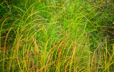 autumn green grass sedge background