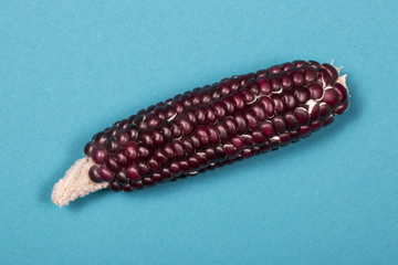 Початок цветной кукурузы крупным планом - obrazy, fototapety, plakaty