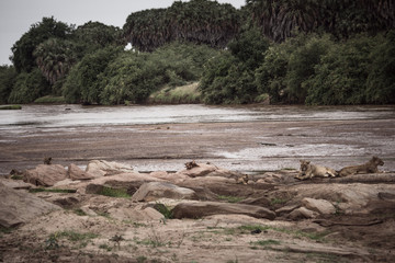 Two lionesses relax in the bush on the bank of the river