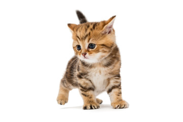Small striped kitten breed British marble