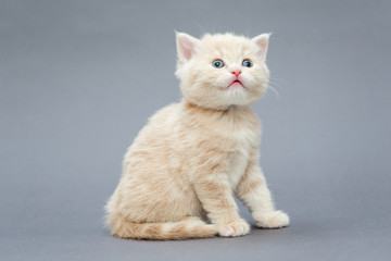 Small British kitten beige colour
