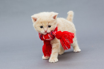 Little kitten British breed with a beautiful scarf