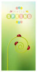 Hello spring background with red ladybugs , vector , illustration