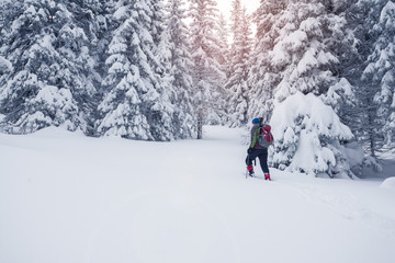 Man with backpack goes across coniferous forest after snow storm