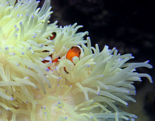 Fototapeta na wymiar clown fish (Amphiprion ocellaris) is hiding from predators in their sea anemones (Heteractis malu)