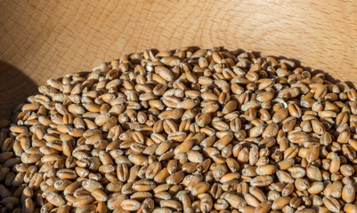 Grains of wheat on wood texture background. Selective focus.
