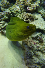  Green Moray (Gymnothorax funebris) night toothy predator with blue eyes