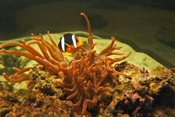 Fototapeta na wymiar the fish is Amphiprion clarkii . Lives and hides from predators in marine anemone.