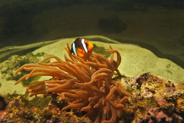 Naklejka na ściany i meble the fish is Amphiprion clarkii . Lives and hides from predators in marine anemone.