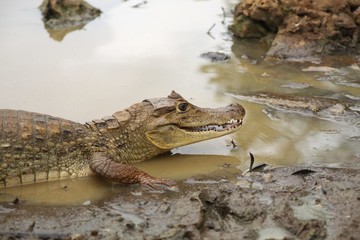 San Andres Gator III