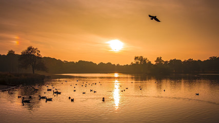 Obraz na płótnie Canvas Sunset in Richmond Park, London