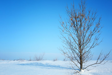 Beautiful winter landscape with tree on blue sky background