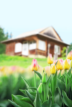 Fototapeta Beautiful spring flowers near countryside house