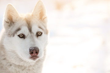 Happy Siberian husky outdoors on winter day