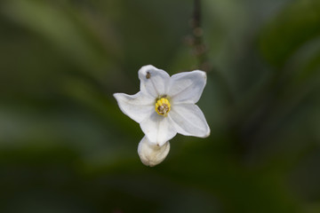 Solanum laxum (potato vine, potato climber or jasmine nightshade)