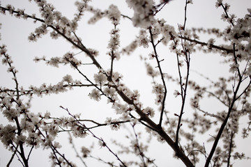 Fototapeta na wymiar Tree branches in blossom in spring garden