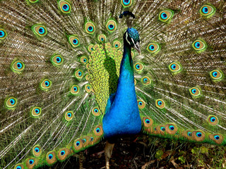 Peacock spread his feathers.