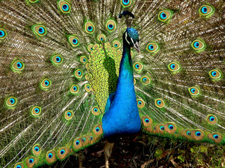 Obraz premium Peacock spread his feathers.