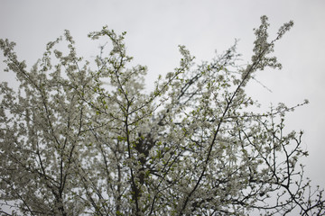 Tree branches in blossom in spring garden