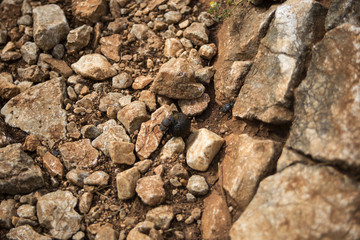 Dung beetle