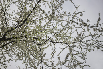 Tree branches in blossom in spring garden