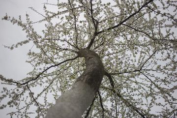 Tree branches in blossom in spring garden