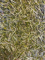 Natural background - fir needles