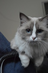 Ragdoll cat