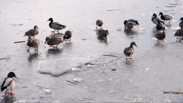 hungrige Enten auf einer Eisfläche in Ufernähe