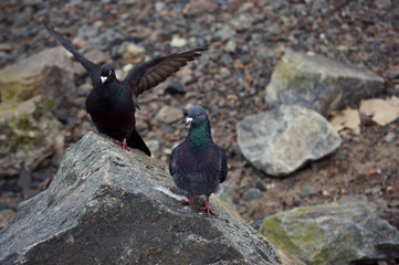 Birds - Pigeon, Dove